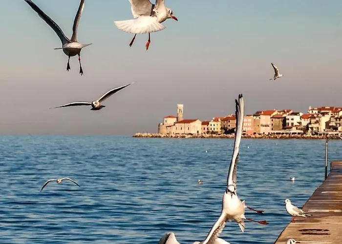 公寓 Jolly -center Bright At Tartini Square 皮兰